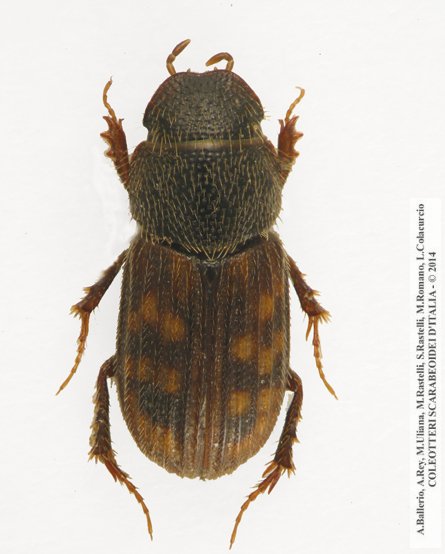 Heptaulacus rasettii, maschio